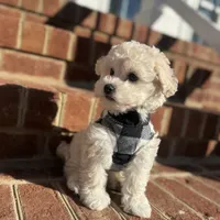Buddy, a male Maltipoo and Maltese for sale in Williamsburg, VA – Photo 5 of 6