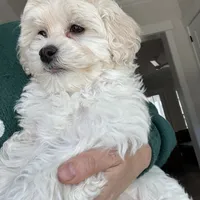 Buddy, a male Maltipoo and Maltese for sale in Williamsburg, VA – Photo 4 of 6