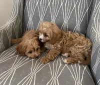 Biscuit, a male Cavapoo for sale in Williamsburg, VA – 4 of 9