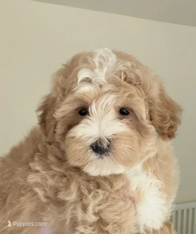 Charlie – Maltipoo puppy for sale in Williamsburg, VA