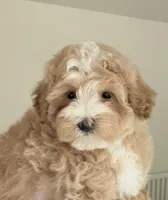 Charlie, a male Maltipoo for sale in Williamsburg, VA – 1 of 8