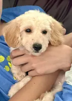 Budy, a male Poodle - Toy  and Bichpoo for sale in Williamsburg, VA – 6 of 7