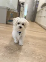 Baby, a  Maltese for sale in Williamsburg, VA – 2 of 7