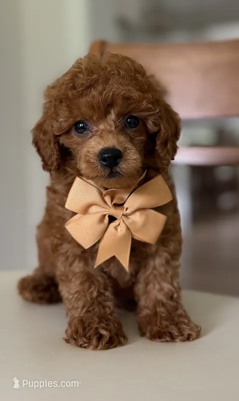 Sir, George – Poodle - Toy  puppy for sale in Williamsburg, VA