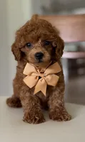 Sir, George, a male Poodle - Toy  for sale in Williamsburg, VA – 1 of 5