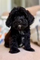 Luke, a male Cavapoo for sale in Williamsburg, VA – 3 of 7