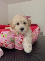 Princess, a female Maltipoo for sale in Williamsburg, VA – 6 of 6