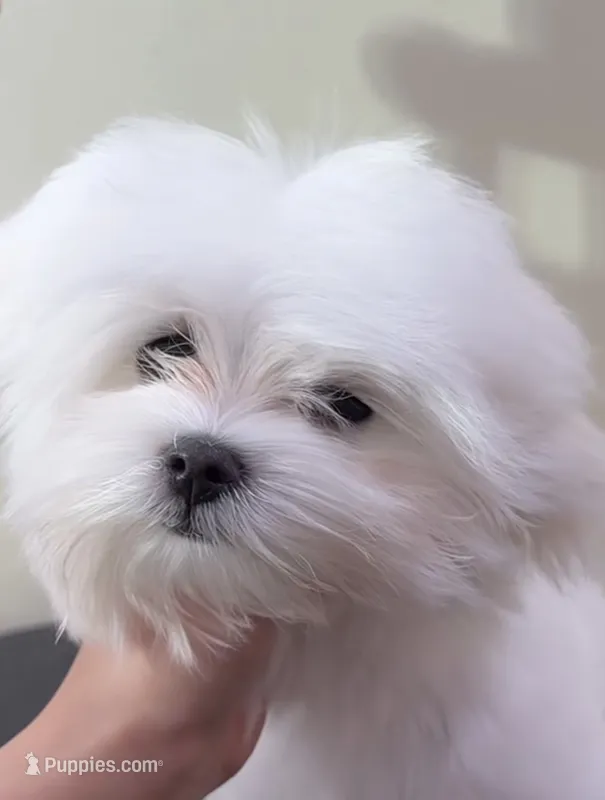 Baby – Maltese puppy for sale in Williamsburg, VA