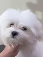 Baby, a  Maltese for sale in Williamsburg, VA – 1 of 7