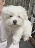 Baby, a  Maltese for sale in Williamsburg, VA – 6 of 7