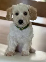 Budy, a male Poodle - Toy  and Bichpoo for sale in Williamsburg, VA – 4 of 7