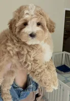 Charlie, a male Maltipoo for sale in Williamsburg, VA – 3 of 8