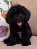 Luke, a male Cavapoo for sale in Williamsburg, VA – 4 of 7