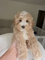 Charlie, a male Maltipoo for sale in Williamsburg, VA – 4 of 8