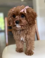 Petunia, a female Cavapoo for sale in Williamsburg, VA – 4 of 4