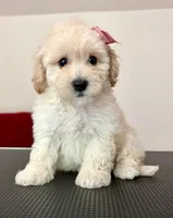Princess, a female Maltipoo for sale in Williamsburg, VA – 2 of 6