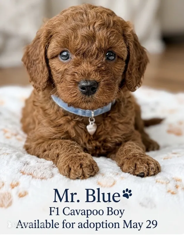Blue  – Cavapoo, Poodle - Toy  puppy for sale in Williamsburg, VA