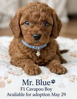 Blue , a male Cavapoo and Poodle - Toy  for sale in Williamsburg, VA – 1 of 1