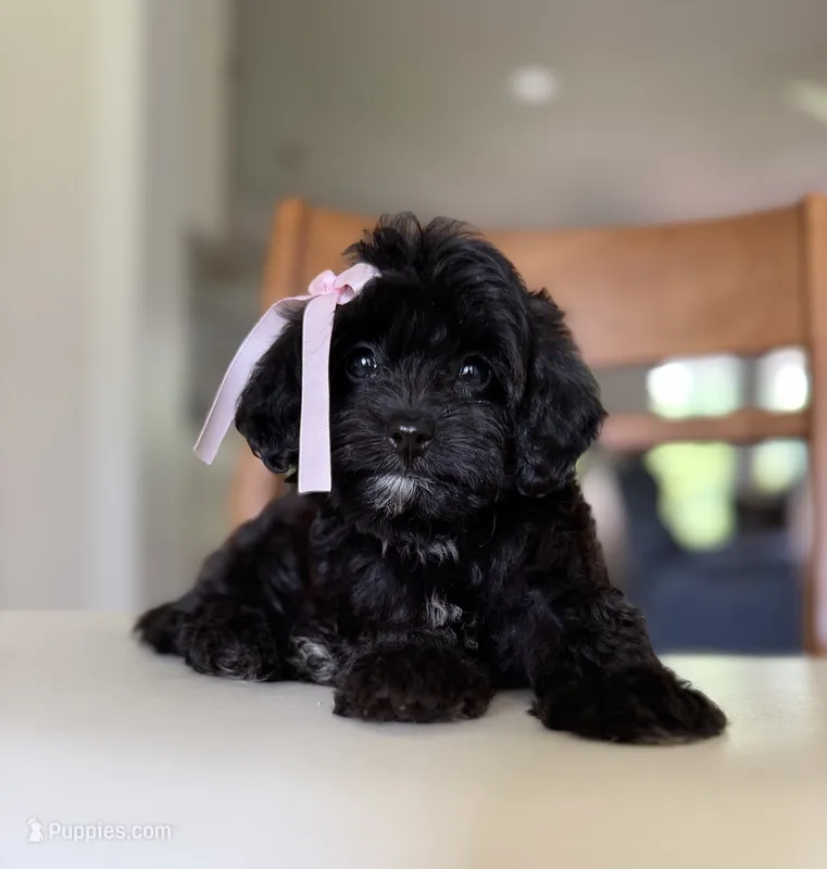 Lucy – Cavapoo puppy for sale in Williamsburg, VA