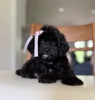Lucy, a female Cavapoo for sale in Williamsburg, VA – 1 of 4