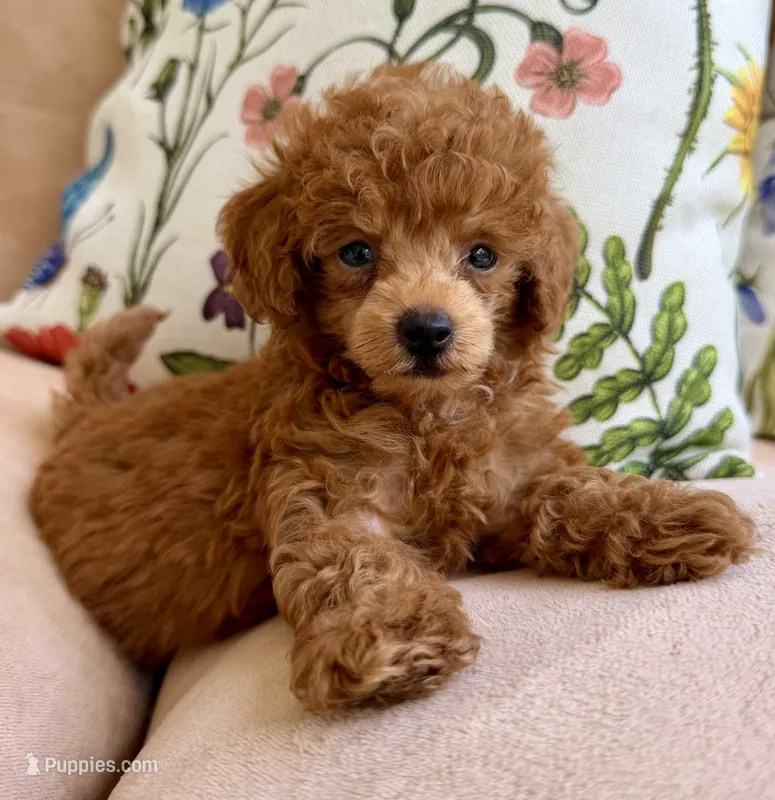 Lady Catherine – Poodle - Toy  puppy for sale in Williamsburg, VA
