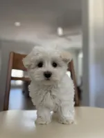Angel, a male Maltipoo for sale in Williamsburg, VA – Photo 5 of 10