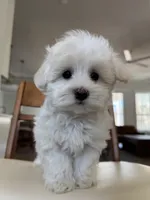 Angel, a male Maltipoo for sale in Williamsburg, VA – Photo 7 of 10