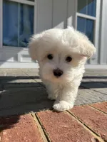 Angel, a male Maltipoo for sale in Williamsburg, VA – Photo 10 of 10