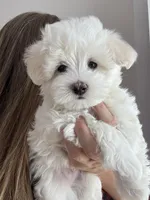 Angel, a male Maltipoo for sale in Williamsburg, VA – Photo 6 of 10