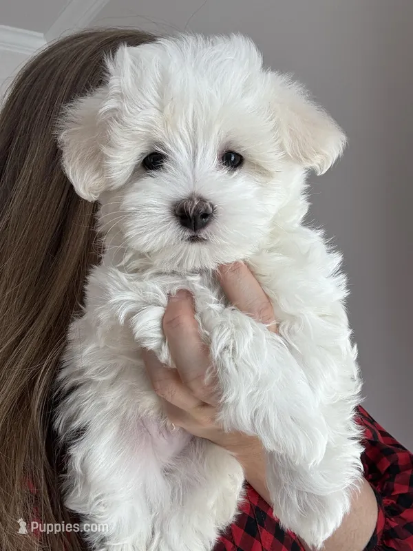 Angel – Maltipoo puppy for sale in Williamsburg, VA