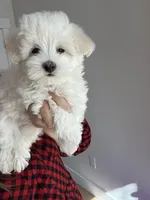 Angel, a male Maltipoo for sale in Williamsburg, VA – Photo 3 of 10