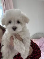 Angel, a male Maltipoo for sale in Williamsburg, VA – Photo 2 of 10