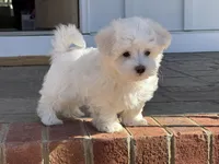Angel, a male Maltipoo for sale in Williamsburg, VA – Photo 9 of 10