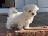 Angel, a male Maltipoo for sale in Williamsburg, VA – Photo 4 of 10