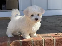 Angel, a male Maltipoo for sale in Williamsburg, VA – Photo 8 of 10
