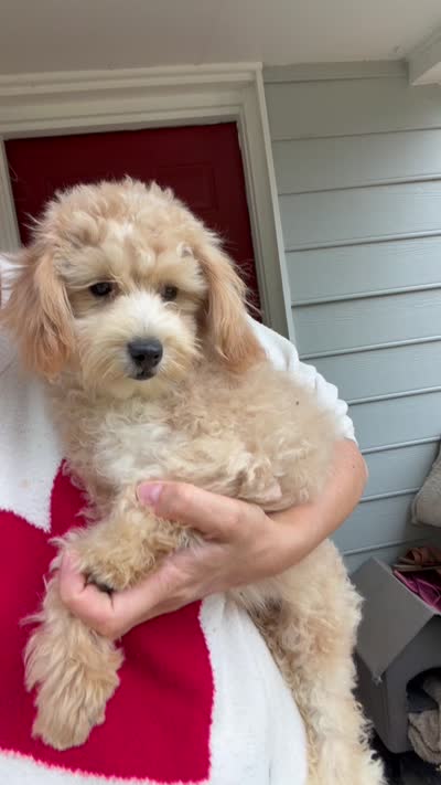 Puppy, a male Maltipoo for sale in Williamsburg, VA – 4 of 4