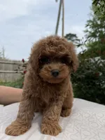 Cavapoo, a male Cavapoo for sale in Williamsburg, VA – 3 of 6