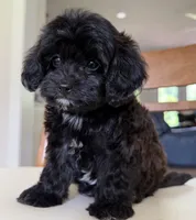Luke, a male Cavapoo for sale in Williamsburg, VA – 2 of 7