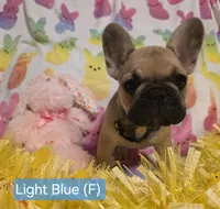 Light blue , a female French Bulldog for sale in Homosassa Springs, FL – Photo 2 of 3
