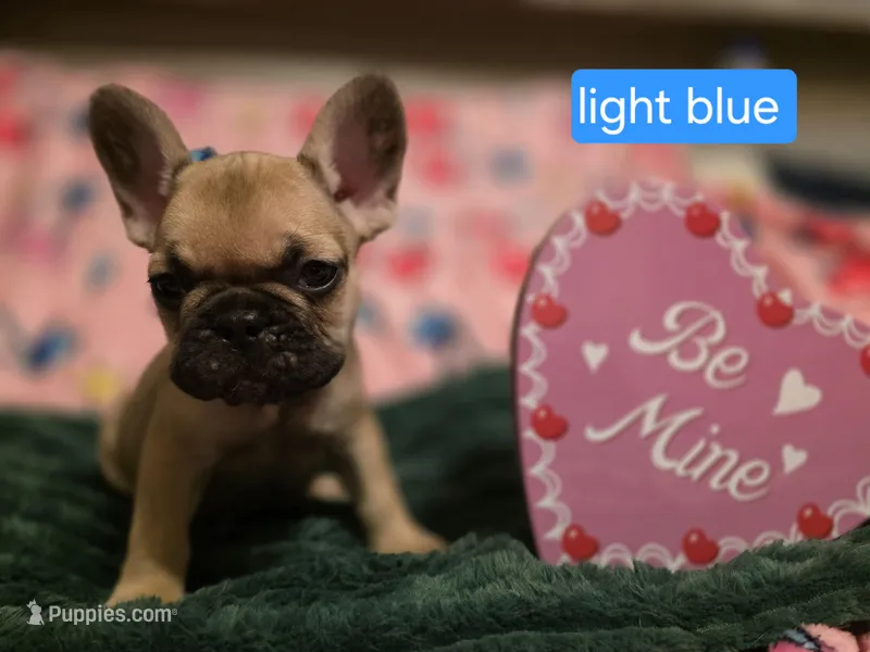 Light blue , a female French Bulldog for sale in Homosassa Springs, FL – Photo 1 of 3