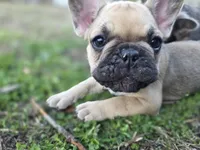 Light blue , a female French Bulldog for sale in Homosassa Springs, FL – Photo 3 of 3