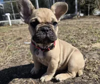 Red, a male French Bulldog for sale in Homosassa Springs, FL – Photo 2 of 3