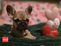 Red, a male French Bulldog for sale in Homosassa Springs, FL – Photo 3 of 3