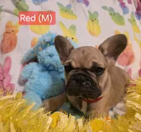Red, a male French Bulldog for sale in Homosassa Springs, FL – Photo 1 of 3
