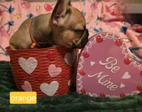 Orange, a female French Bulldog for sale in Homosassa Springs, FL – Photo 1 of 2
