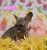 Pink, a female French Bulldog for sale in Homosassa Springs, FL – Photo 2 of 3