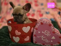 Pink, a female French Bulldog for sale in Homosassa Springs, FL – Photo 3 of 3