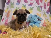 Yellow, a male French Bulldog for sale in Homosassa Springs, FL – Photo 2 of 2