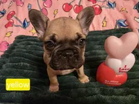 Yellow, a male French Bulldog for sale in Homosassa Springs, FL – Photo 1 of 2