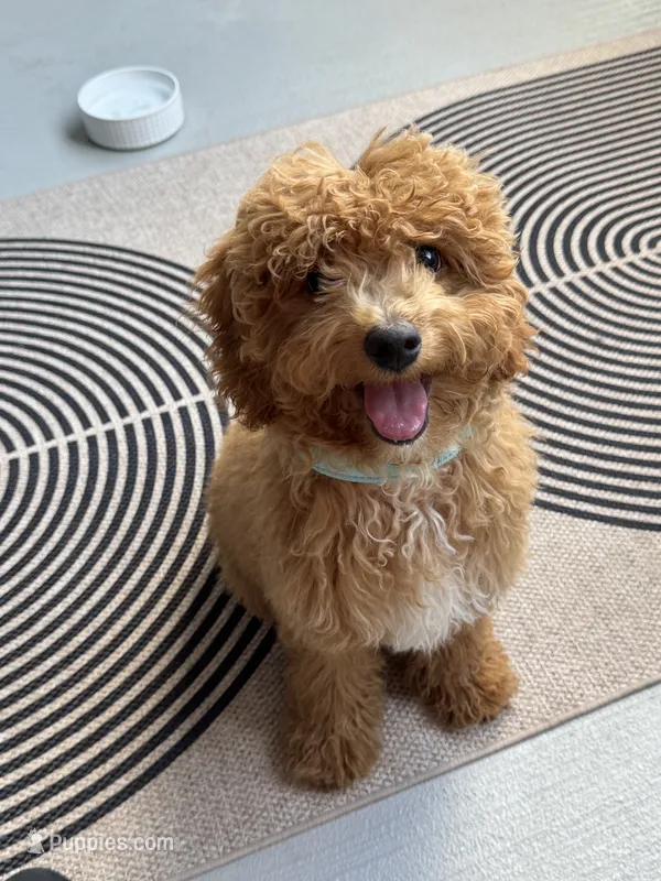 Miloh – Cavapoo puppy for sale in Plano, TX